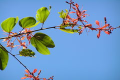 Bauhinia phoenicea